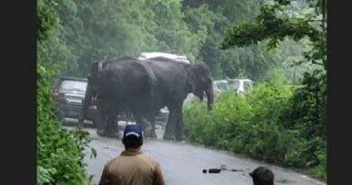 कोटद्वार हाईवे पर हाथियों का आतंक, तीन वाहन क्षतिग्रस्त; सड़क पर लगा लंबा जाम